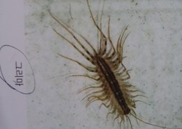 그리마